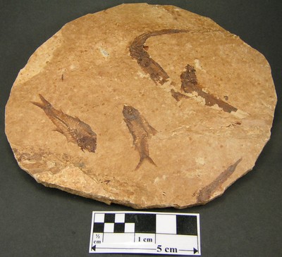 Knightia alta