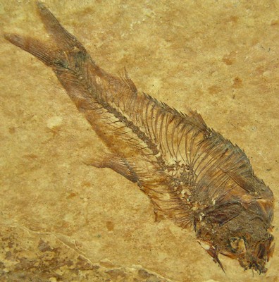 Knightia alta