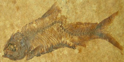 Knightia alta