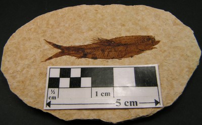 Knightia eocaena