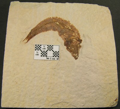 Knightia eocaena