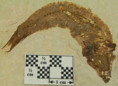 Knightia eocaena