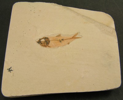 Thorectichthys rhadinus