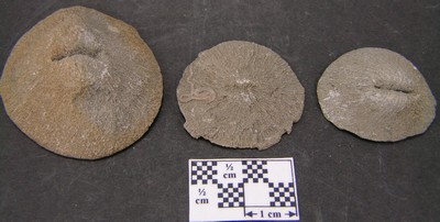 Cunnolites tenuiradiata