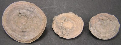 Cunnolites tenuiradiata