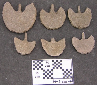 Diploctenium falloti