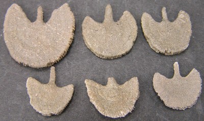 Diploctenium falloti
