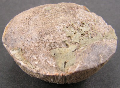 Ellipsoidastraea lucasi