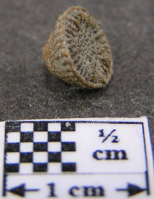 Thecocyathus mactrus