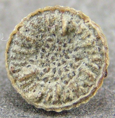 Thecocyathus mactrus