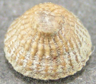 Thecocyathus mactrus