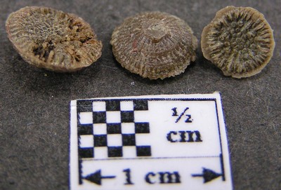 Thecocyathus mactrus