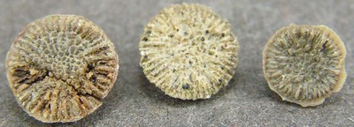 Thecocyathus mactrus