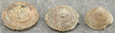 Thecocyathus mactrus
