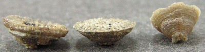 Thecocyathus mactrus