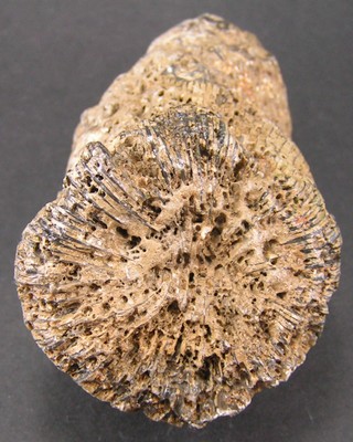 Thecosmilia trichotoma