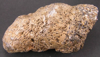 Thecosmilia trichotoma