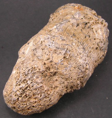Thecosmilia trichotoma