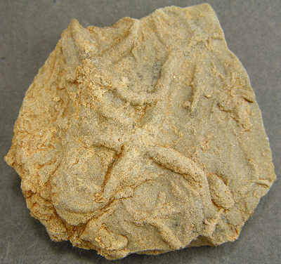Asteriacites lumbricalis