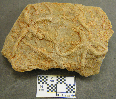 Asteriacites lumbricalis