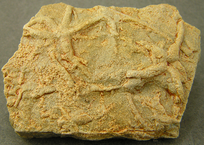 Asteriacites lumbricalis