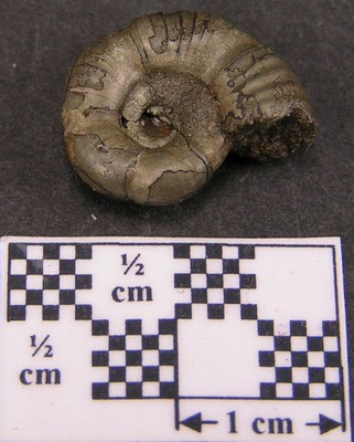 Alocolytoceras coarctatum