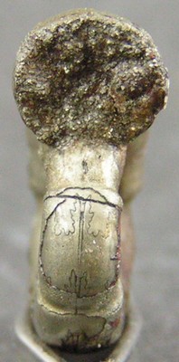 Alocolytoceras coarctatum