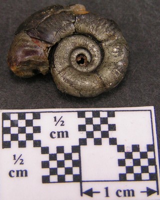 Alocolytoceras coarctatum