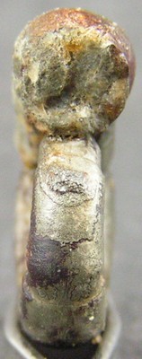 Alocolytoceras coarctatum