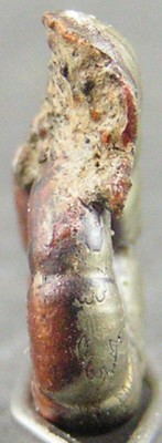 Alocolytoceras coarctatum