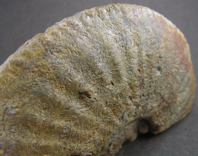 Amaltheus margaritatus
