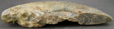 Amaltheus margaritatus