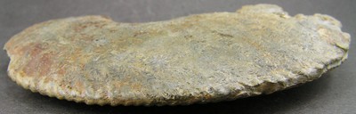 Amaltheus margaritatus