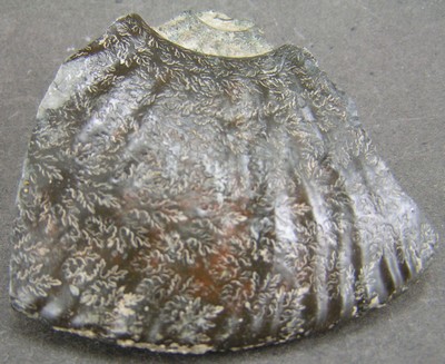 Amaltheus margaritatus