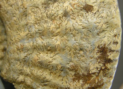 Amaltheus margaritatus