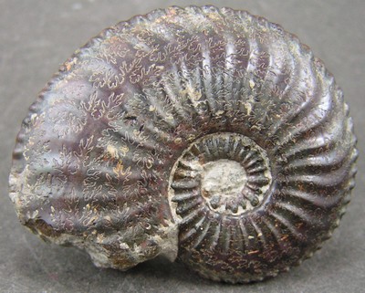 Amaltheus stokesi