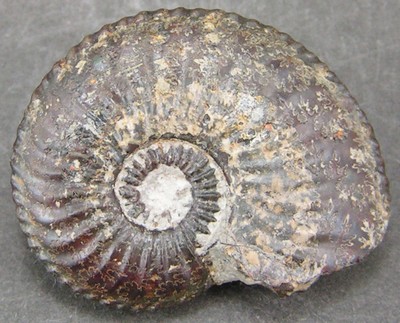 Amaltheus stokesi