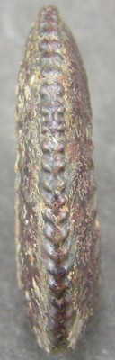 Amaltheus stokesi