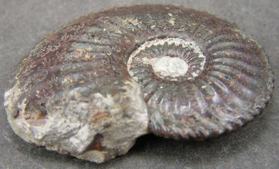 Amaltheus stokesi