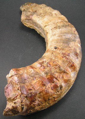 Arietites bucklandi