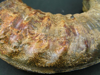 Arietites bucklandi