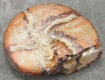 Calliphylloceras nilssoni