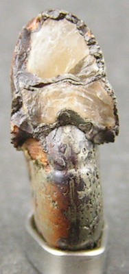 Calliphylloceras nilssoni