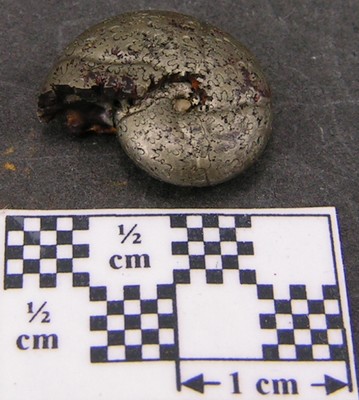 Calliphylloceras nilssoni