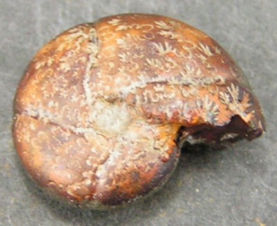 Calliphylloceras nilssoni