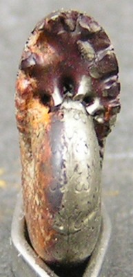 Calliphylloceras nilssoni