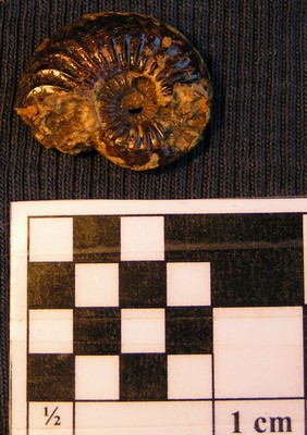 Cardioceras praemartini