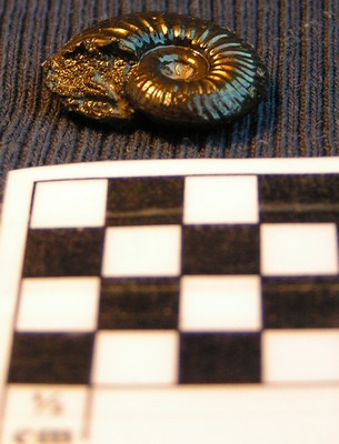 Cardioceras praemartini