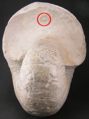 Cenoceras moutierense