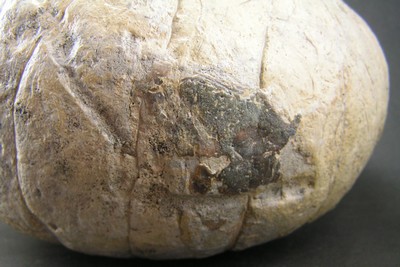 Cenoceras moutierense